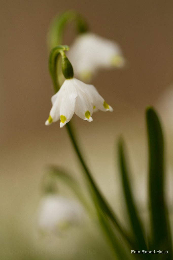 2011-03-31 01 Maerzenbecher_0832_RH.jpg